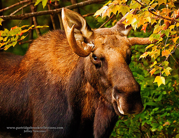 101004MoosePortraitSpoffordNH