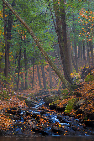 161103ThroughTheGorgeChesterfieldNH