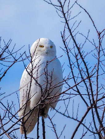 Snowy On Top, Salisbury, NH