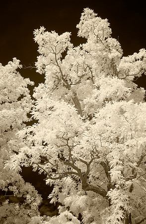 Ink Black Sky