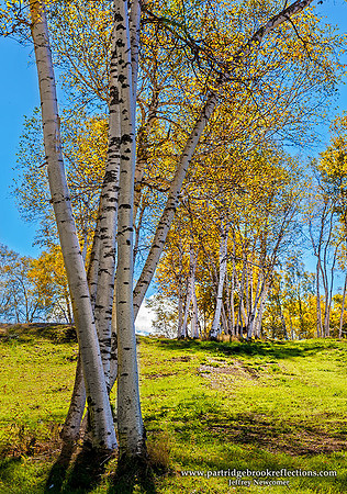 Hillside Birches, Reading, Vt