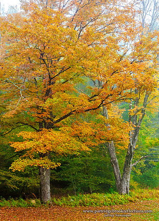 Autumn's Edge, Chesterfield, NH