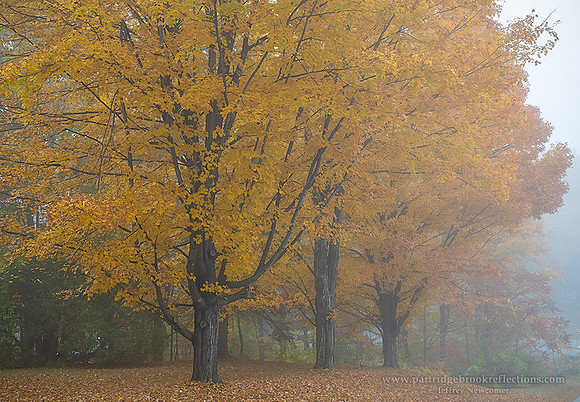 221011MapleRowSpoffordNH