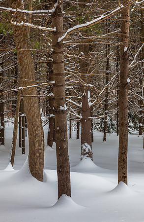 Frosted Woods, Chesterfield, NH