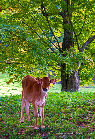 First Autumn, Reading, Vt