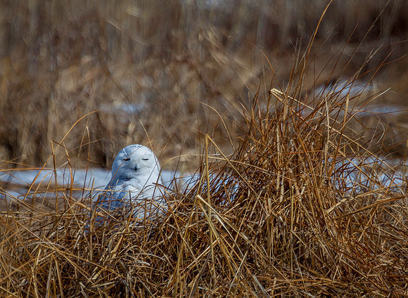 In the Marsh, Salisbury, NH