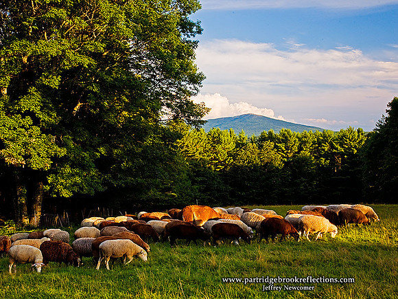 080814WellcroftFarmFlock