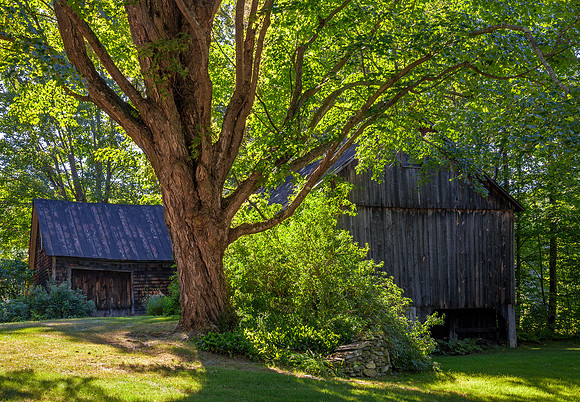 One Tree, Dummerston, Vt
