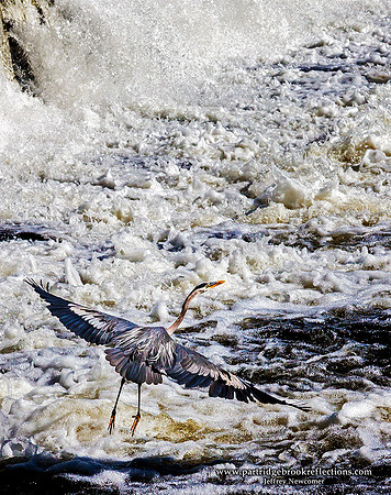 130604AshuelotFallsHeronKeeneNHC