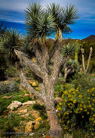230312JoshuaTreeDesertMuseumTucsonAz