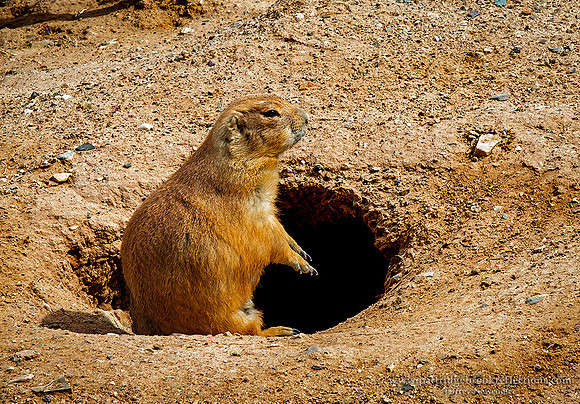 230312PrairieDogDesertMuseumTucsonAz
