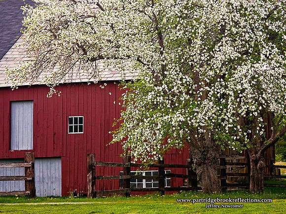 080514BarnsideBlossumsKeeneNH