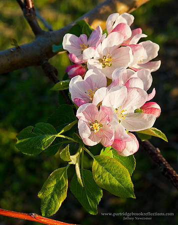 110512EveningBlossomsWalpoleNH