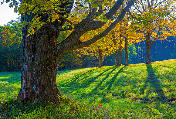 Pasture Maples, dummerston, Vermont