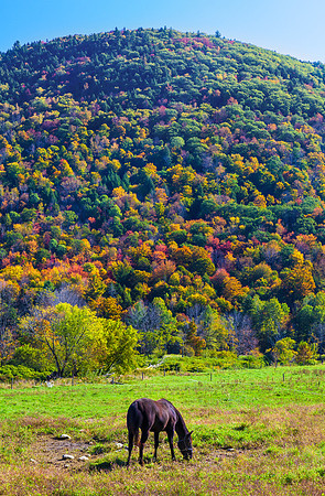 September Grazing,  Rochester, ,Vermont, Liberty Hill Farm
