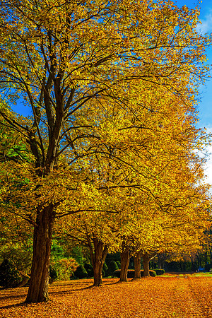 Golden Row, Brattleboro, Vt