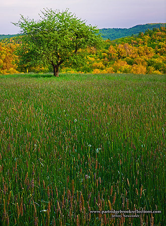120517LoneAppleWalpoleNH