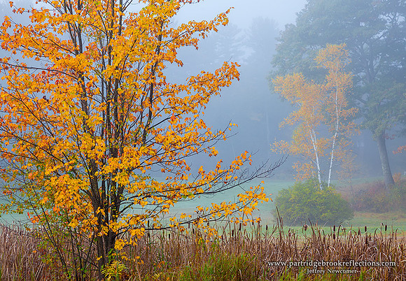 In Depth, Spofford, NH