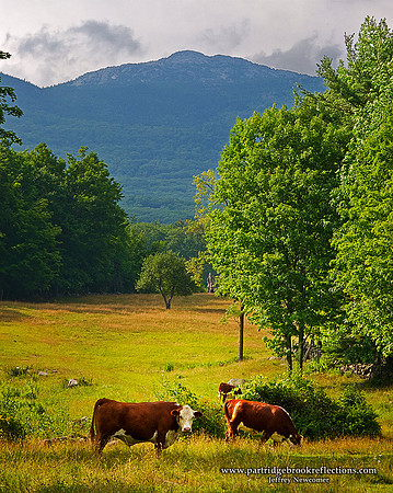 100710CowsInPastureJaffreyNH