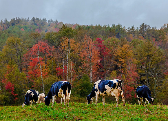 Autumn Grazing, Keene, NH