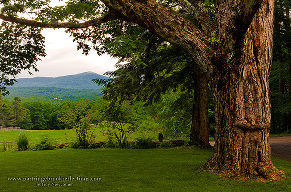 120608MonadnockMapleMarlboroughNH