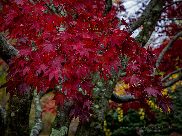 221017JapaneseRedSpoffordNH