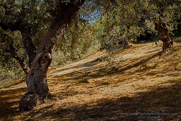 240913KoutoulakisOliveGroveArchanesHeraklionCreteGr