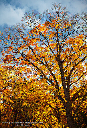Maple glow, Marlborough, NH
