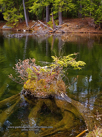 090420StumpRegenerationGoosePnd-KeeneNH