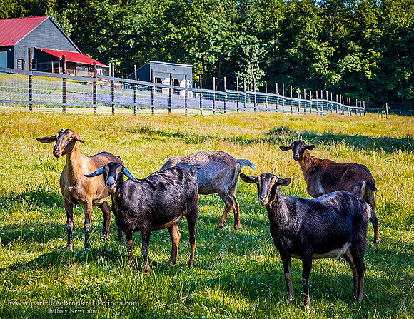 240626BonitaGoatsWalpoleNH