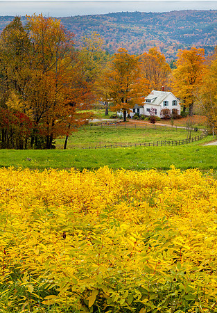 Yellow Pasture, Halifax, Vt