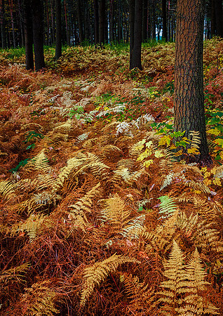 Ladies Park ferns, Keene, NH