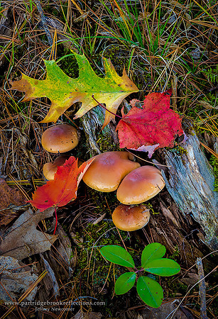 161016MarloroughMushrooms2MarlboroughNH