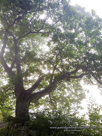 090904ThroughTheMistKeeneNH