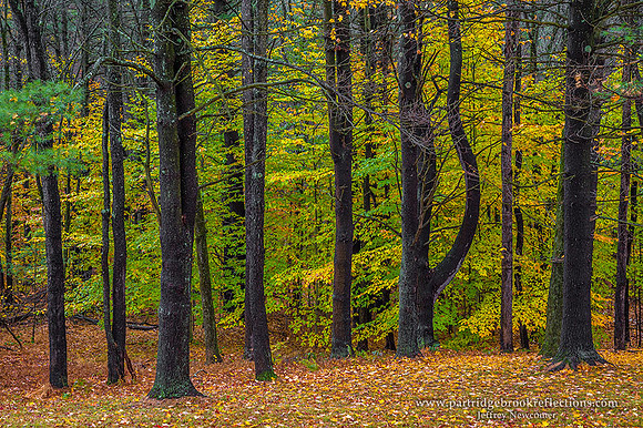 161029AutumnEdgeChesterfieldNH