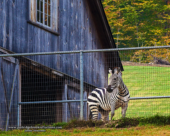 Vermont Black& White, Reading, Vt