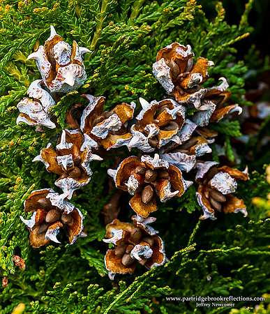 Pine Seeds, Spofford, NH