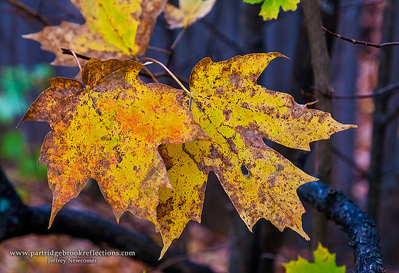 Hanging On, Brattleboro, Vt