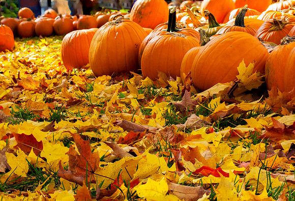 KSC Pumpkin Patch, Keene, NH
