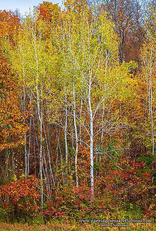 Birch Glow, Hinsdale, NH