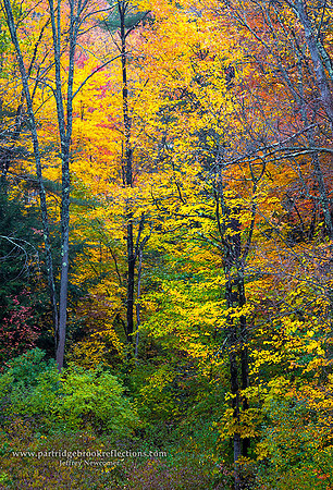 161018PartridgeBrookAutumnSpoffordNH