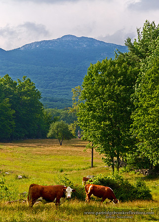 100721MonadnockGrazingJaffreyNH