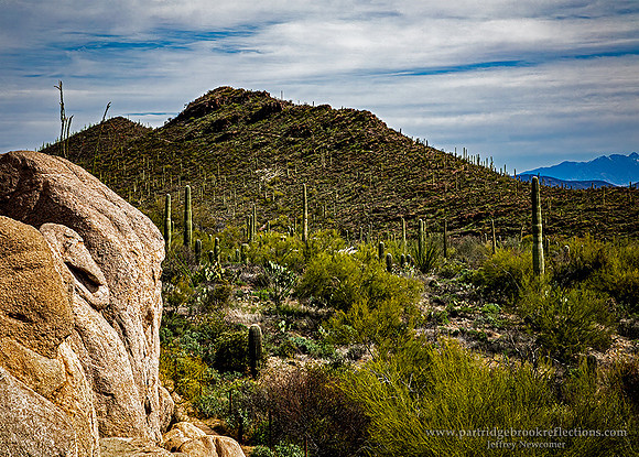 230312RockyDesertDesertMuseumTucsonAz