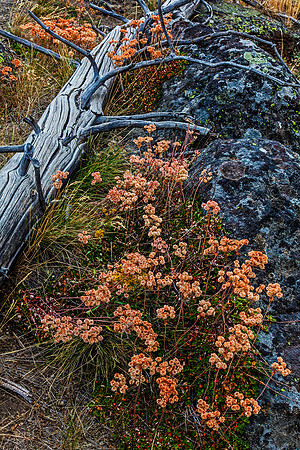 Biscuit Basin Flora
