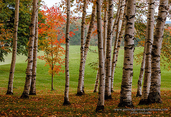 Through Birches, Reading, Vt