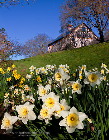 110501DaffodilHillKeeneNHC