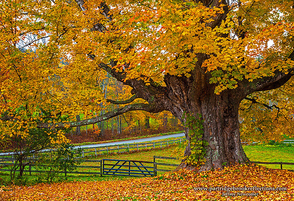 Giant Sugar Maple, Guilford, Vt