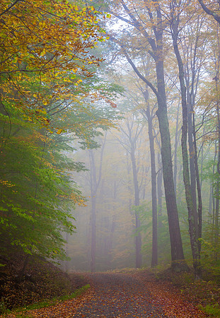 Back Road Mist
