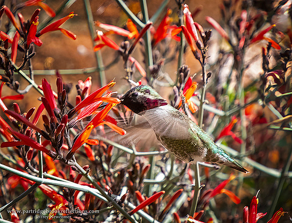 230312SweetSipDesertMuseumTucsonAz
