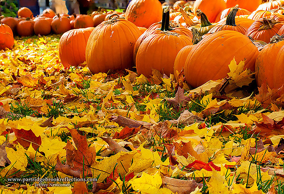 KSC Pumpkin Patch, Keene, NH